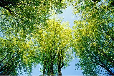 《火焰纹章 结合》“艾比”预告 明年1月20日发售